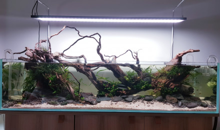aquarium Shallow Garra