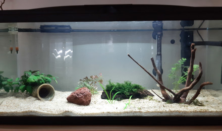 aquarium 74L