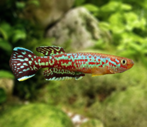 aquarium 423 Réserver pour Fundulopanchax marmoratus Mundemba GS 88-01