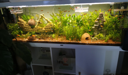 aquarium 350 Litre Planté