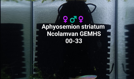 aquarium 344 Aphyosemion striatum Ncolamvan GEMHS 00-33