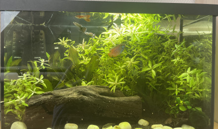 aquarium Aquael leddy 72L