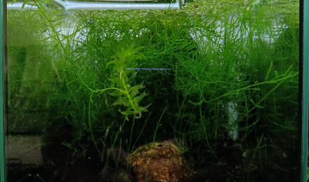 aquarium 122 02 Femelles Fundulopanchax scheeli