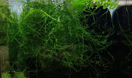 aquarium 123 Aphyosemion striatum Ncolamvan GEMHS 00-33