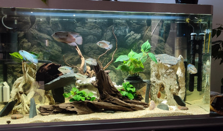 aquarium Osaka 320 Litres