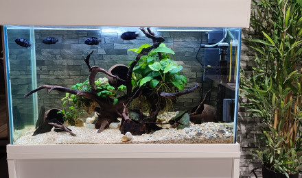 aquarium Aquarium blanc 100 litres