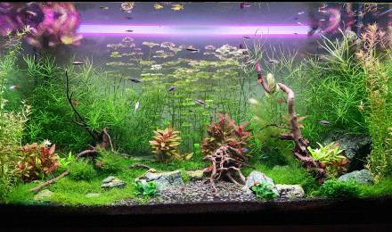 aquarium Mixte Asie Amérique du Sud
