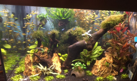 aquarium MARAJO