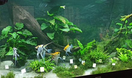aquarium Bac 360L