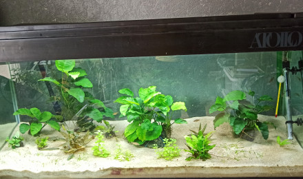 aquarium 360L Asiatique