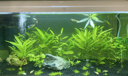 aquarium AquAL