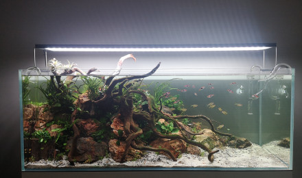 aquarium Wild Jungle