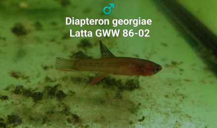 aquarium 434 Diapteron georgiae Latta GWW 86-02