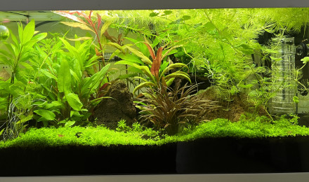 aquarium shrimp world