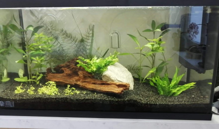 aquarium Aqua eau douce cyclage