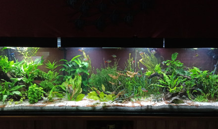 aquarium 1000L Scalaires