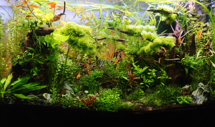 aquarium Bornéo