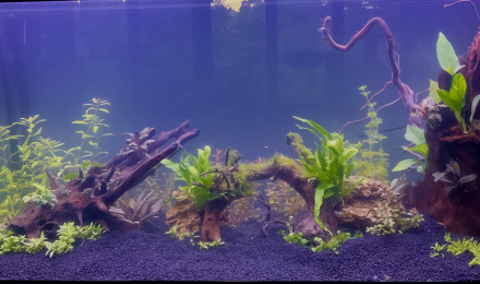 aquarium AquaLolavier