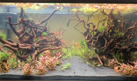 aquarium Eheim Proxima 250
