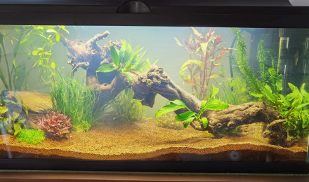 aquarium Ciano 80