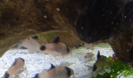 aquarium Elevage coridoras panda
