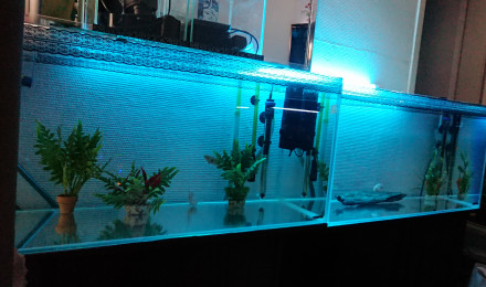 aquarium scalaris 7