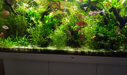 aquarium Juwel 450