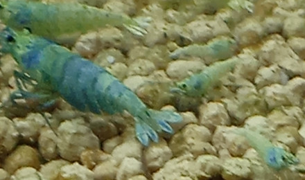 aquarium Elevage de blue bolt