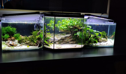 aquarium TRIPTYQUE