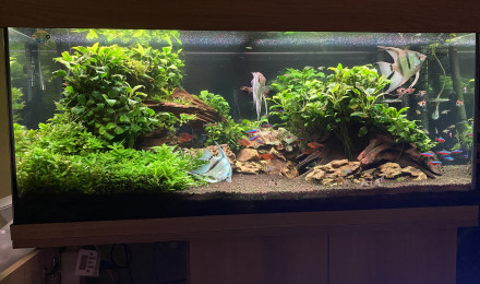 aquarium JUWEL Rio 180