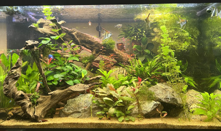 aquarium Scalaire world