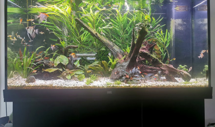 aquarium Amazonien Amérique du sud