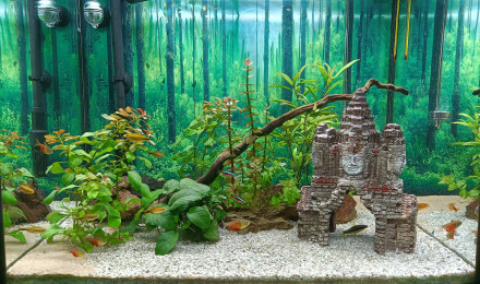 aquarium Asiaquarium