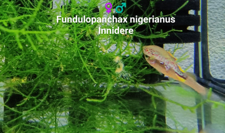 aquarium 442 Fundulopanchax nigerianus Innidere