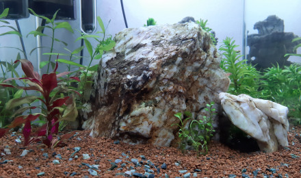 aquarium Un bout de Mervent