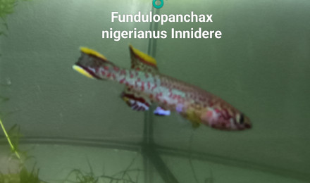 aquarium 432 Femelle Fundulopanchax nigerianus Innidere