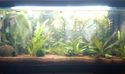 aquarium Aquatlantis Amsterdam 80L