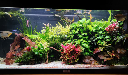 aquarium MOONLIGHT SHADOW