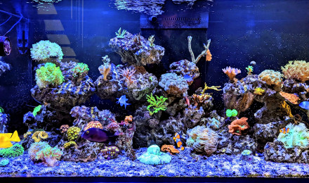 aquarium Reefer 425XL