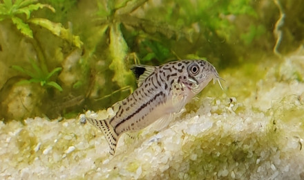 aquarium 1er