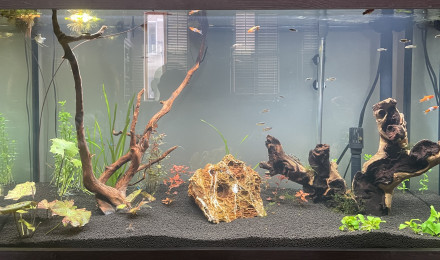 aquarium Salon