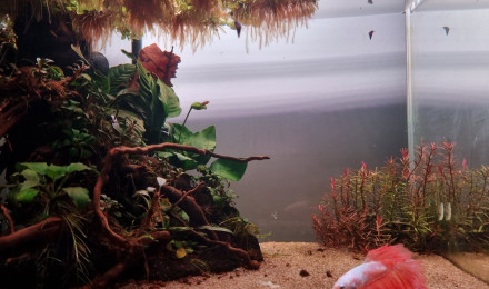 aquarium Bac betta 38L Anubia buce