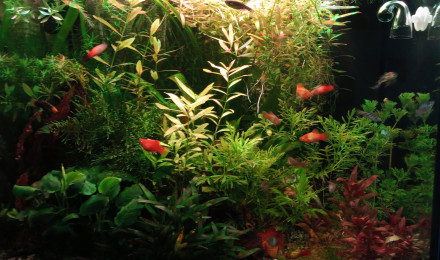 aquarium Premier bac