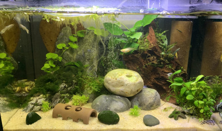 aquarium Baby tank