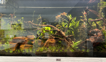 aquarium Aquatlantis 250 L
