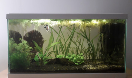 aquarium Betta