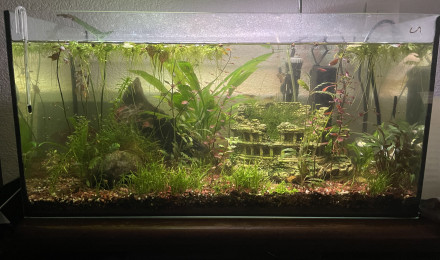 aquarium 60L communautaire