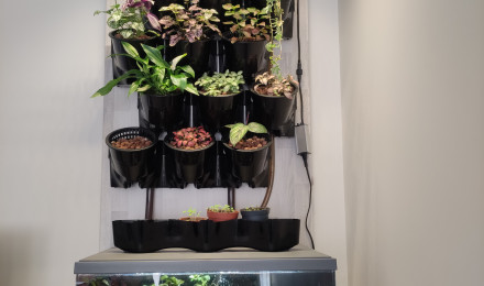 aquarium 60L aquaponie