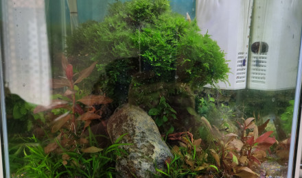 aquarium 30L Bonsai