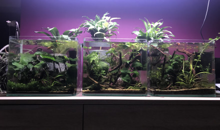 aquarium Combinaison de trois nanos
